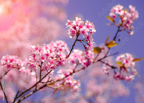 Selective focus Branch of Himalayan Cherry Blossom   also call sakura pink color with Natural blur background at highlands in winter at highlands of Phetchabun District  Thailand.