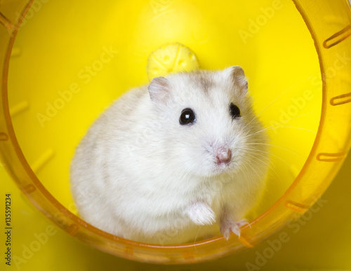 hamster pet sitting at the wheel for running