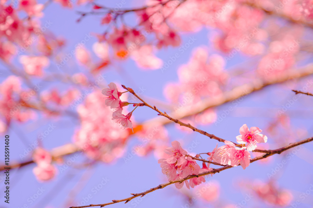 Selective focus Branch of Himalayan Cherry Blossom , also call sakura pink color with Natural blur background at highlands in winter at highlands of Phetchabun District, Thailand.