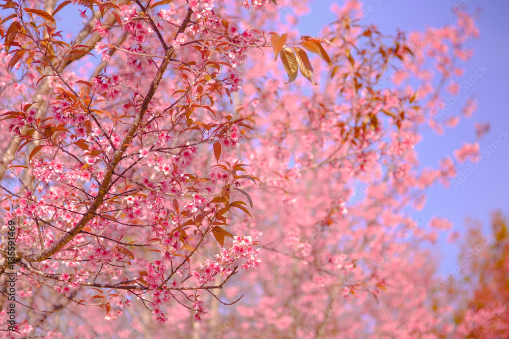 Selective focus Branch of Himalayan Cherry Blossom , also call sakura pink color with Natural blur background at highlands in winter at highlands of Phetchabun District, Thailand.