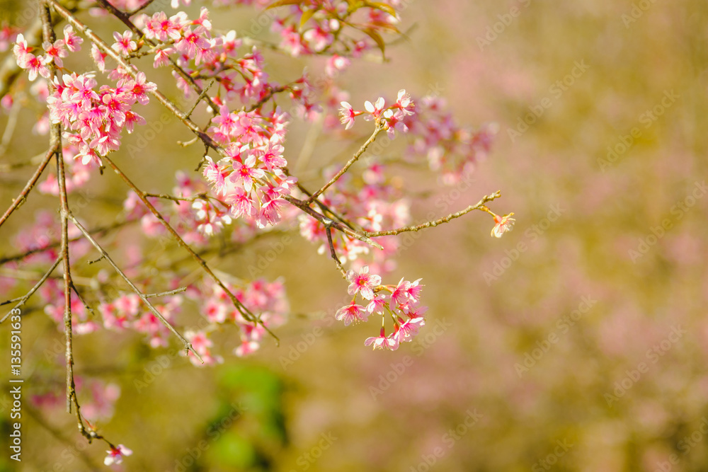 Obraz premium Selective focus Branch of Himalayan Cherry Blossom , also call sakura pink color with Natural blur background at highlands in winter at highlands of Phetchabun District, Thailand.