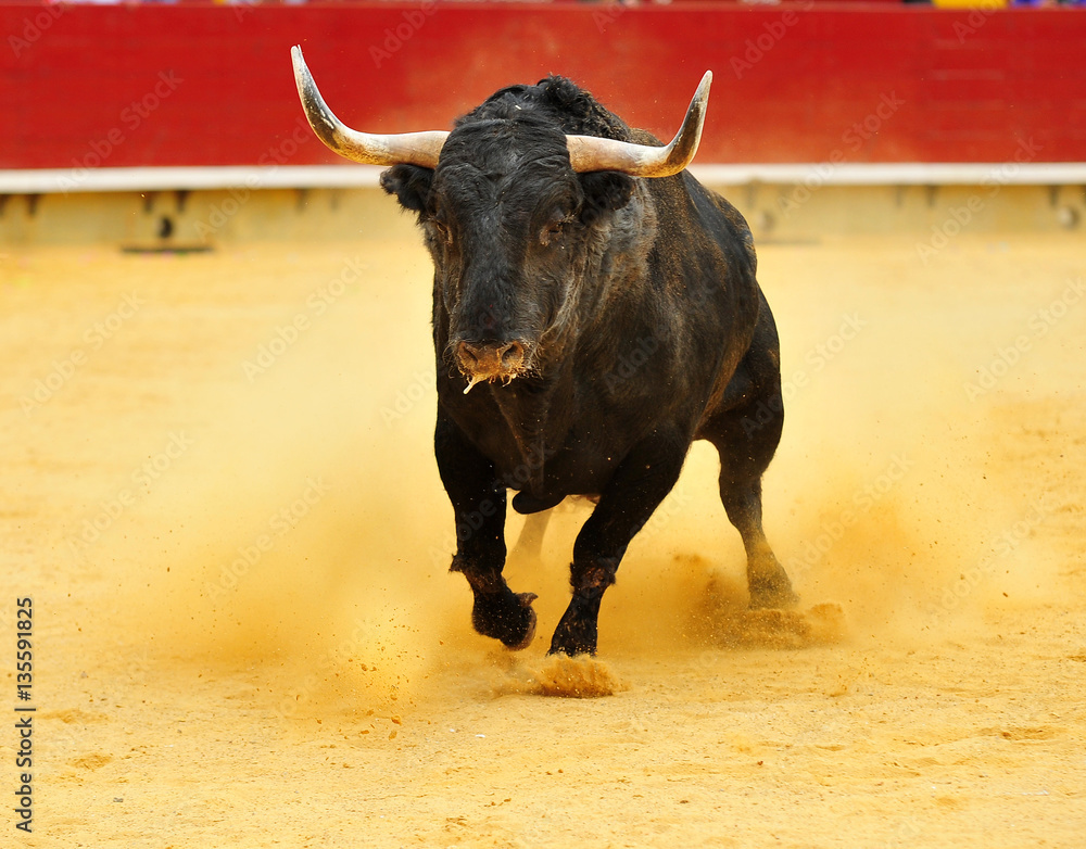 bull bull
