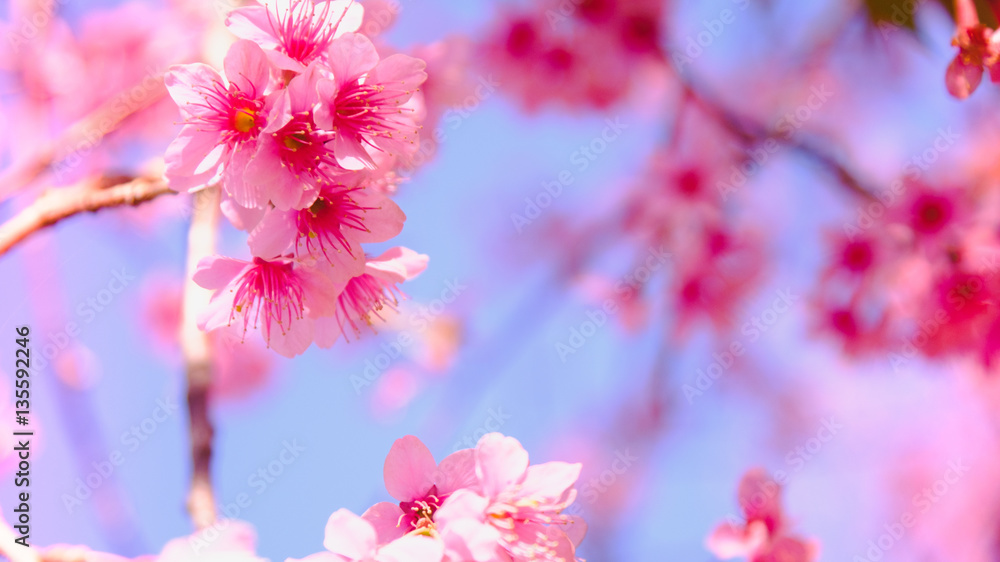 Selective focus Branch of Himalayan Cherry Blossom , also call sakura pink color with blue sky background in winter at highlands of Phetchabun District, Thailand.