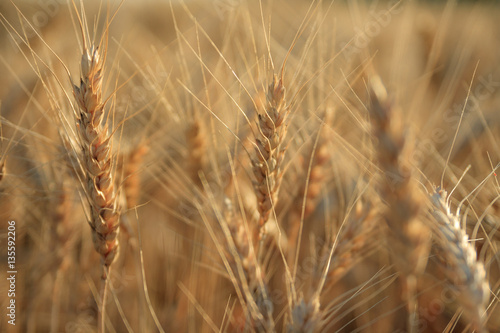 Wheat ears in field background  shallow depth of field 