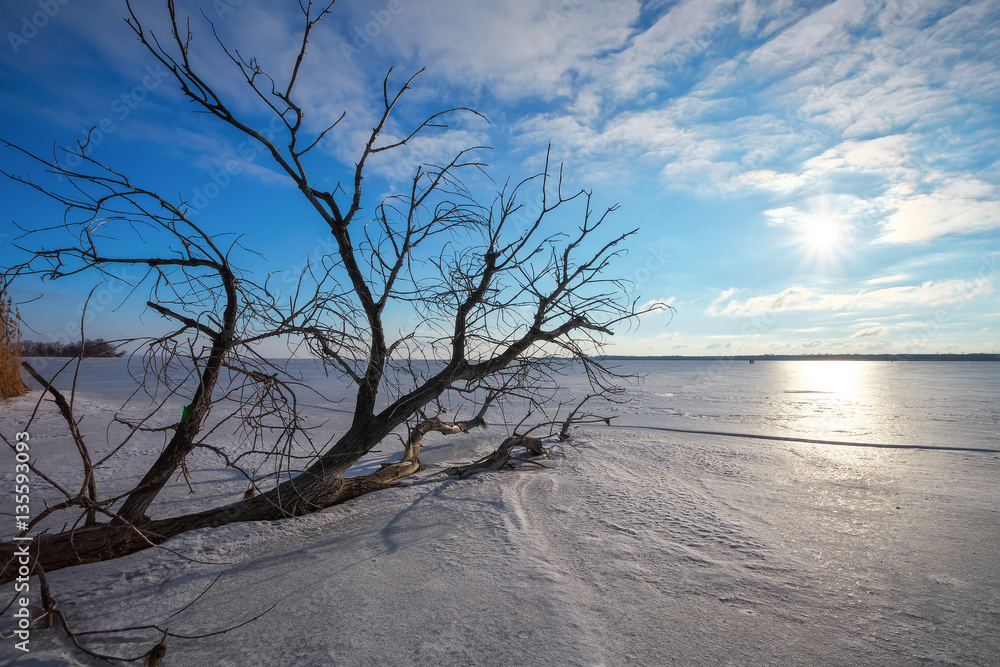 Fototapeta premium Branch a tree on the shore of a frozen lake
