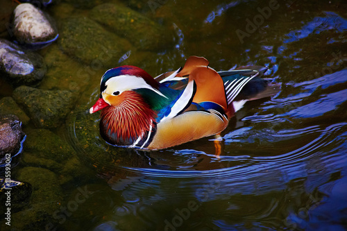 Very colorful bird - mandarin ducks closeup