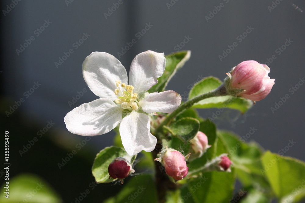 Fototapeta premium spring