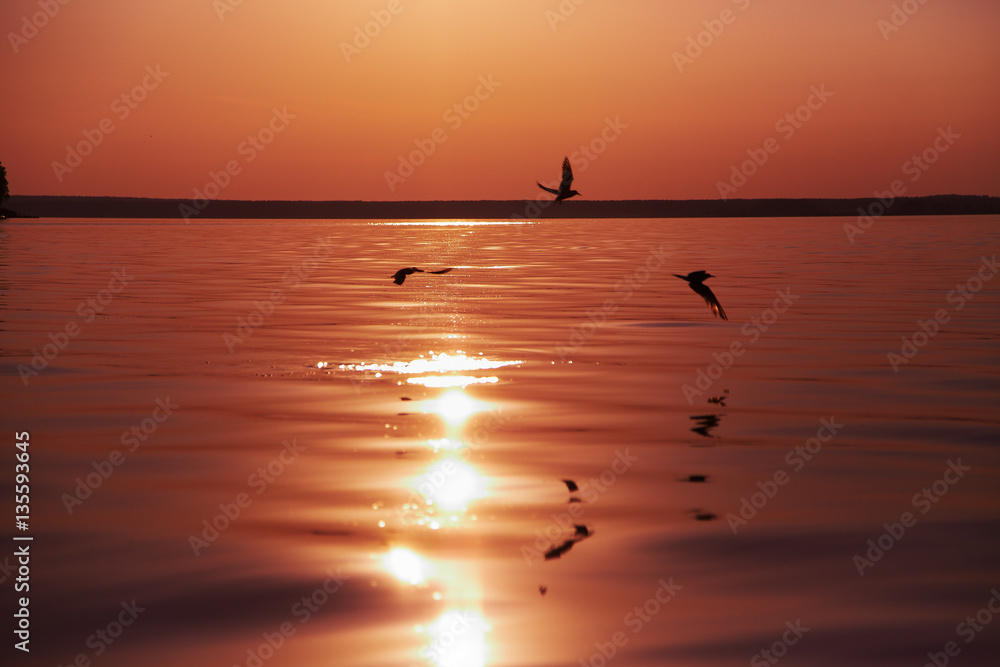 3 seagulls flying on sunset