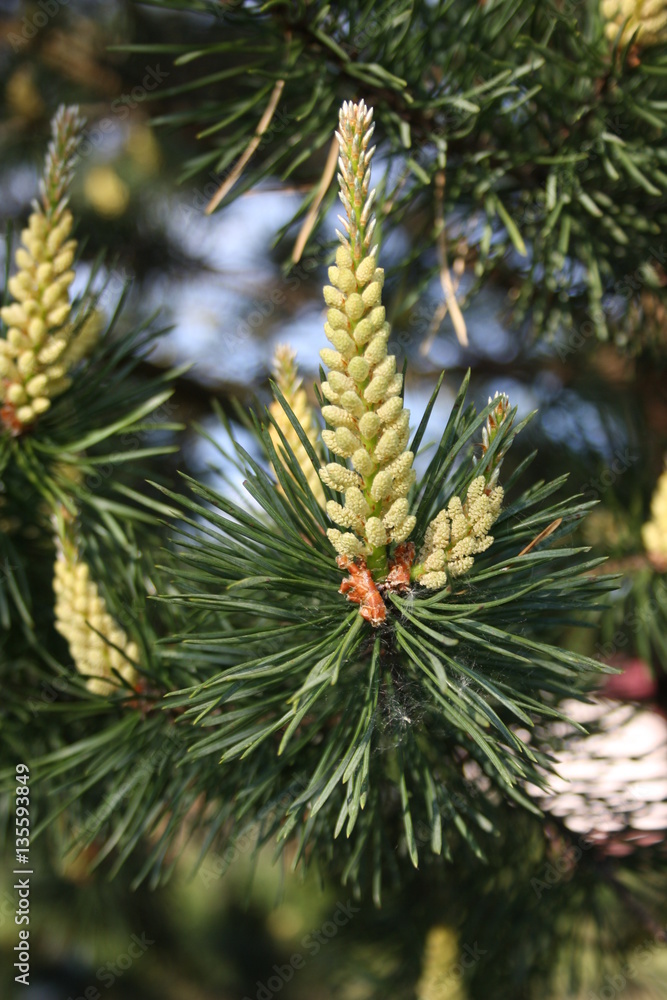 pine pine