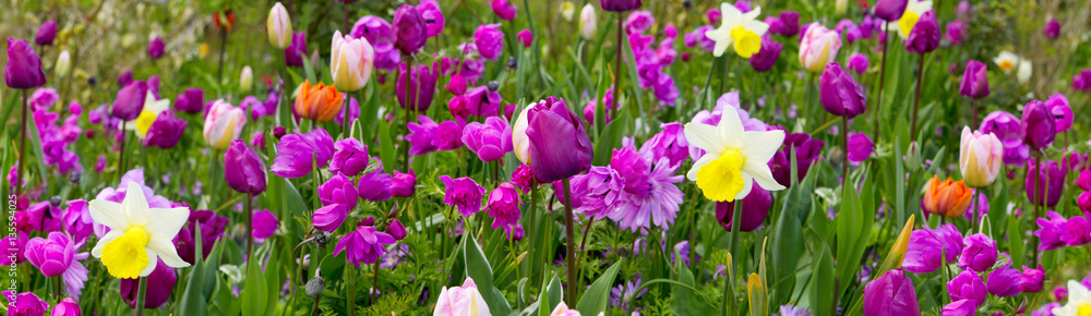 Purple tulips background.