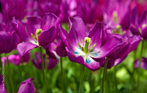 Violet tulips background.