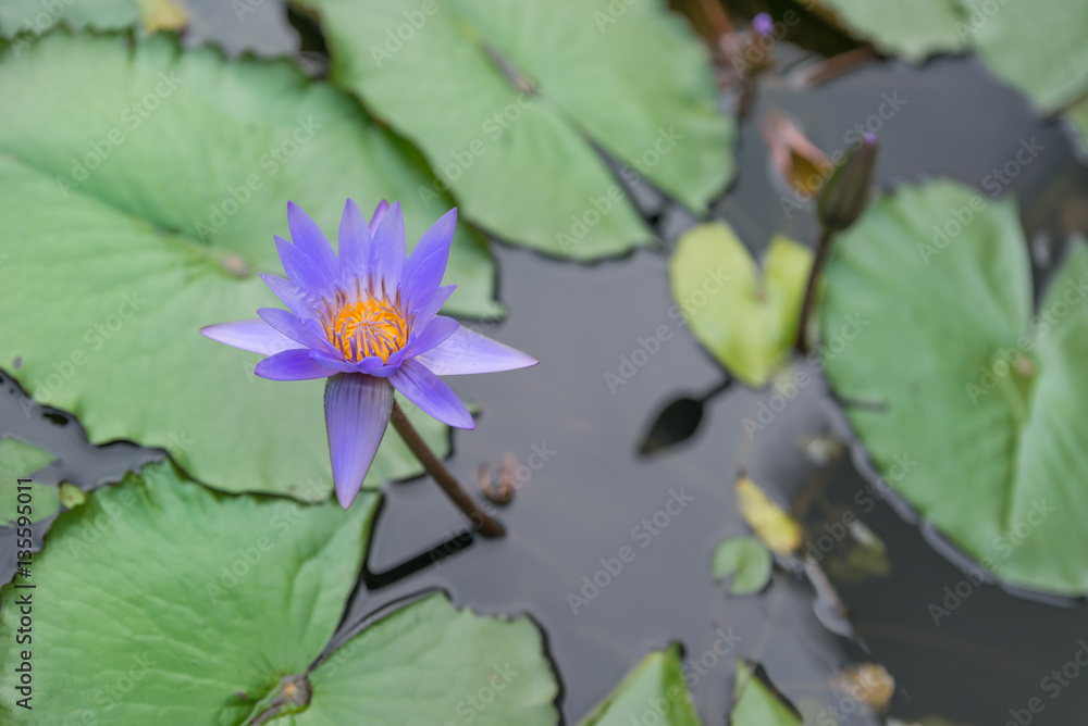 Lotus flowers with its leaves Lotus flowers with its leaves