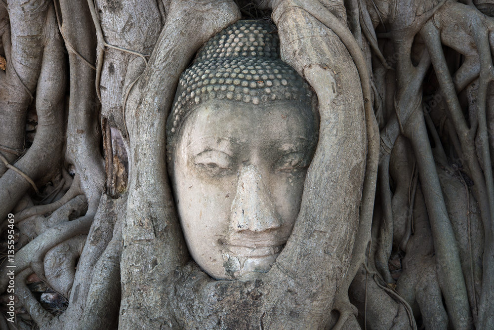 Ancient Buddha head embedded in tree roots closeup. The symbol of the city Ayutthaya, Thailand