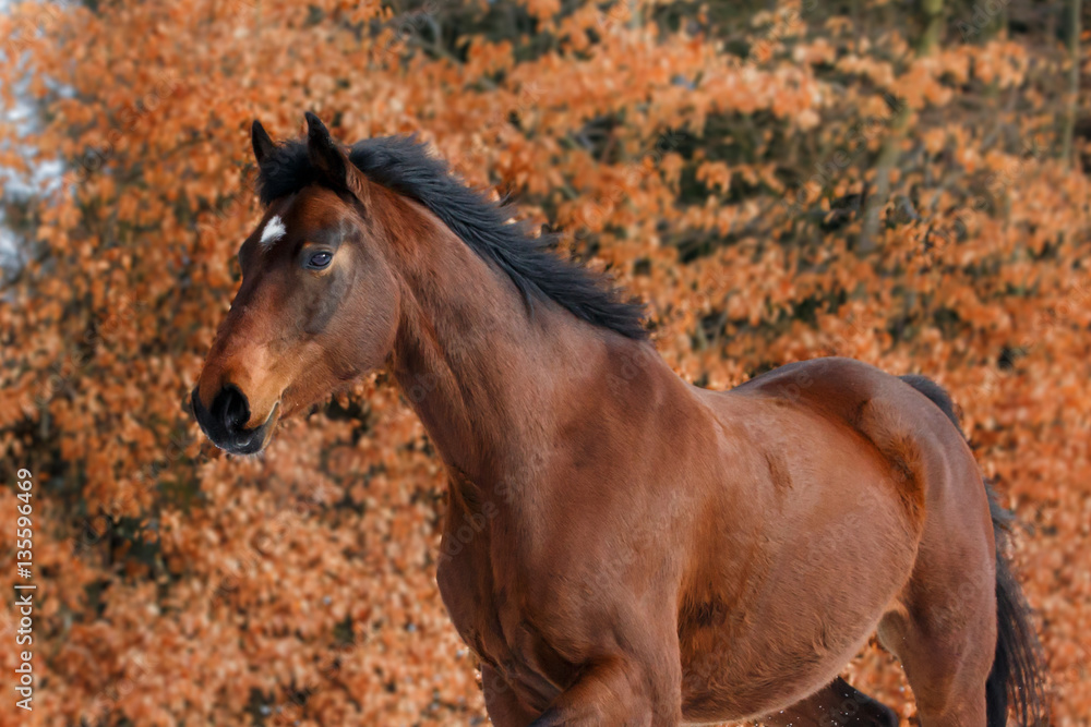 Fototapeta premium Brązowy koń przed jesiennymi liśćmi