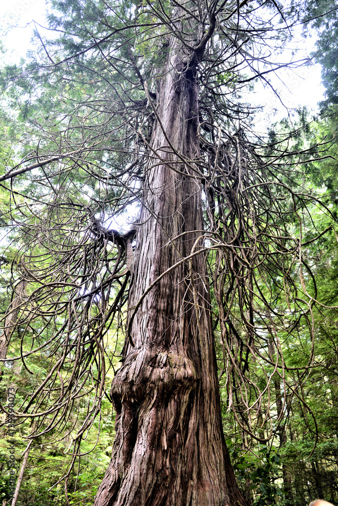 Obraz premium arbre torturé