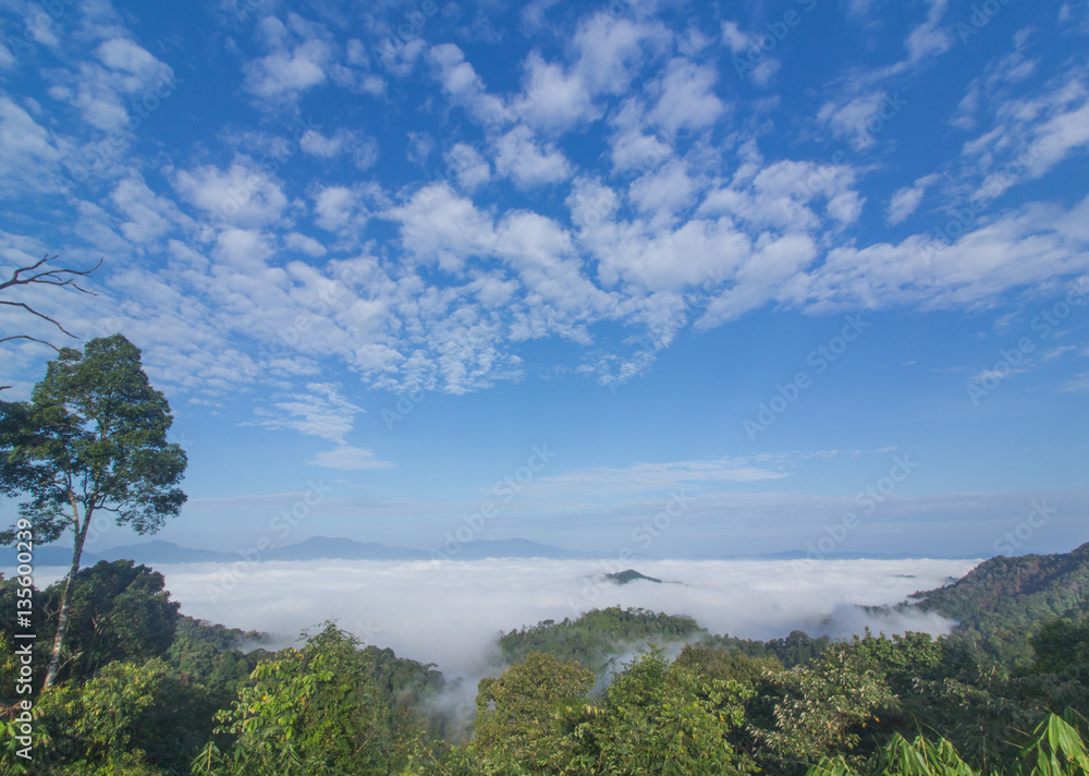 Fototapeta premium Morning mist in the forest. Kaeng Krachan. Petchaburi, Thailand.