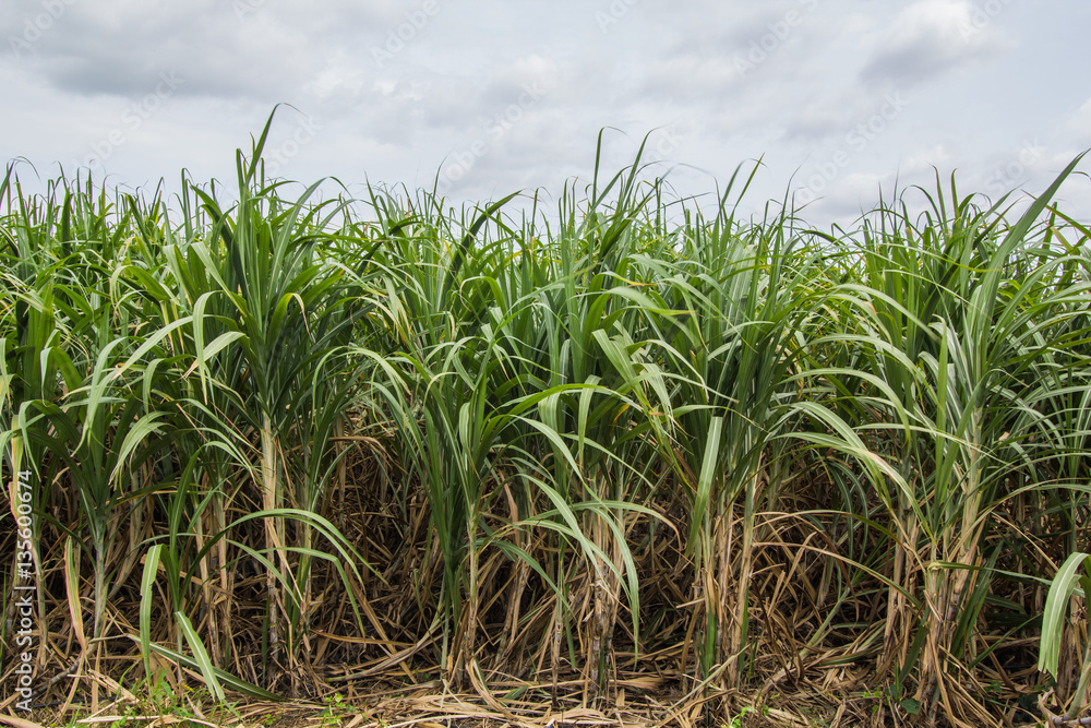 Sugarcane Sugarcane