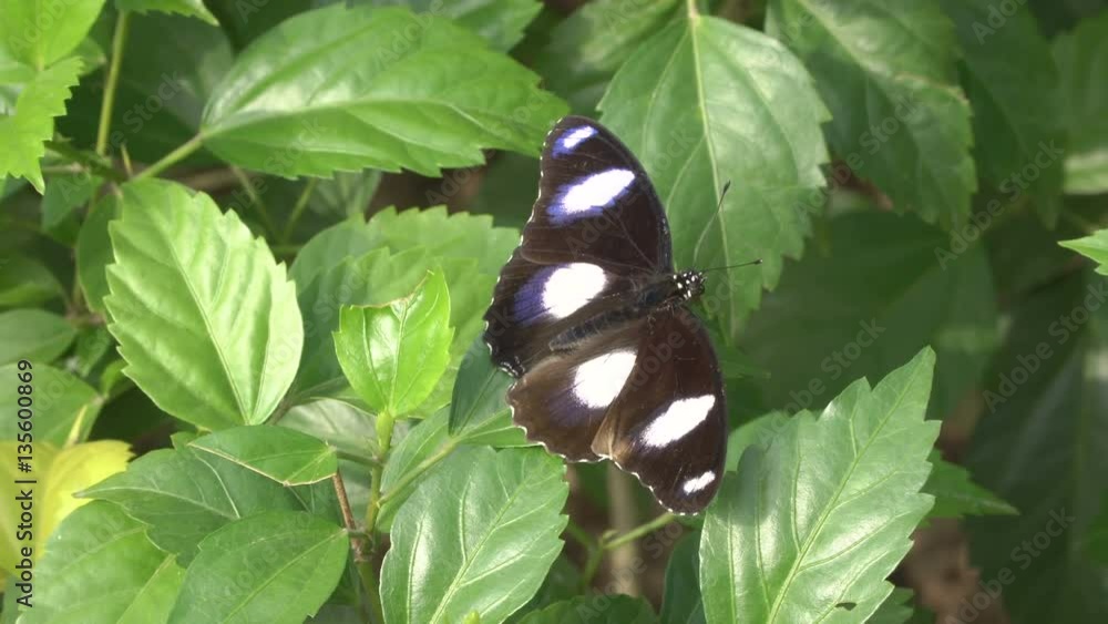 Butterfly with black wings sits on green leaves Butterfly with black wings sits on green leaves