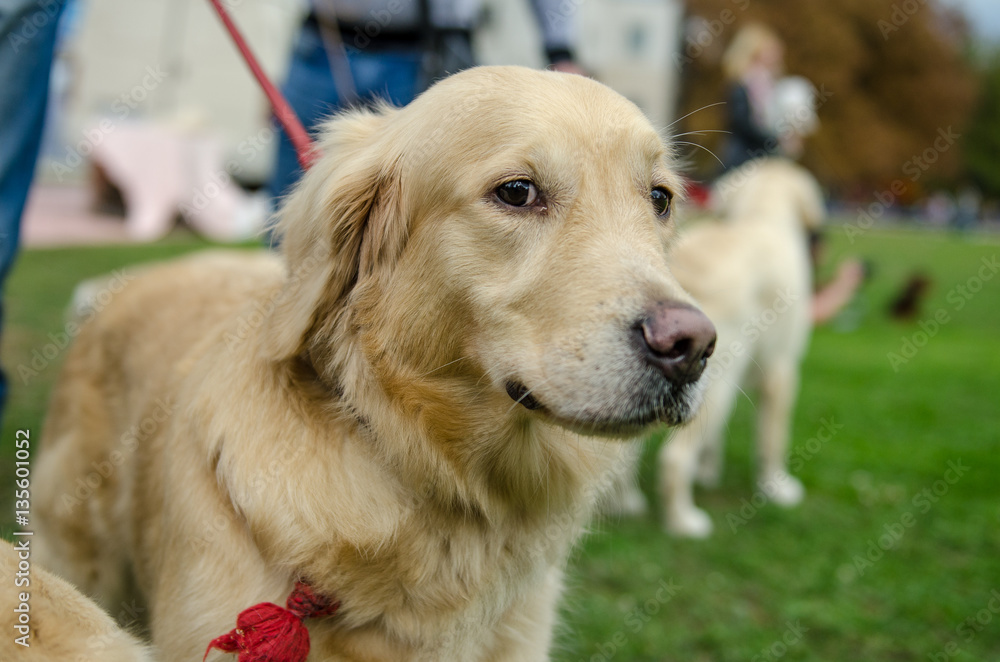 The dog breed golden retriever for a walk. The dog breed golden retriever for a walk.