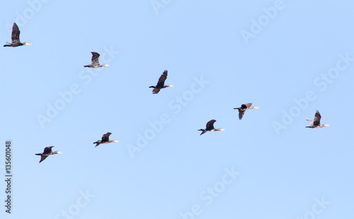 a flock of birds flying south in the blue sky