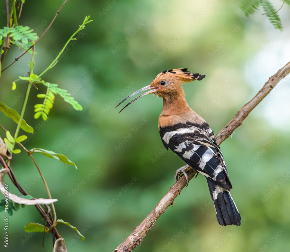 Hoopoe or Common hoopoe(Upupa epops), beautiful bird on branch with green background. Hoopoe or Common hoopoe(Upupa epops), beautiful bird on branch with green background.