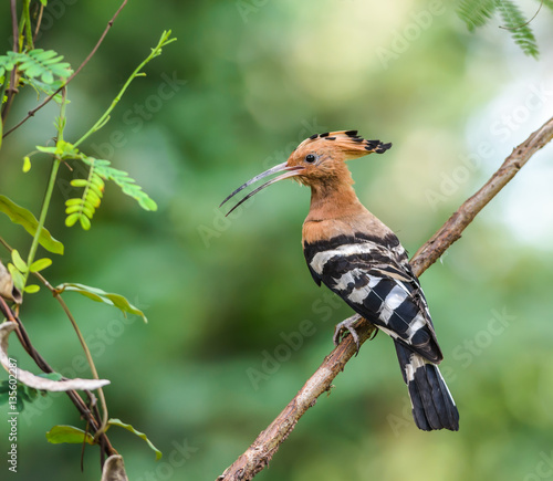 Hoopoe or Common hoopoe(Upupa epops), beautiful bird on branch with green background. © Narupon