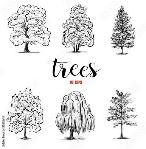 Set sketch trees. Collection trees are deciduous and coniferous