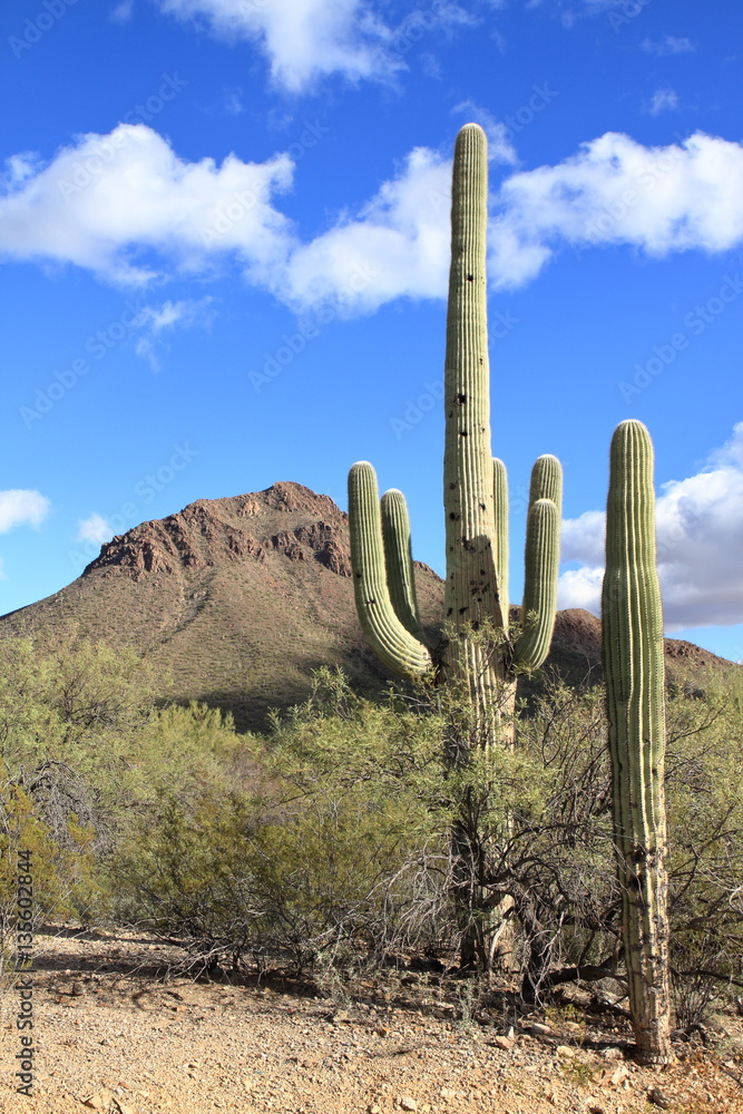 Cactus - Saguaro National Park - Tucson - USA