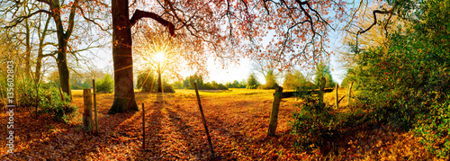 Landschaft im Herbst mit Wald  Wiese und Sonne
