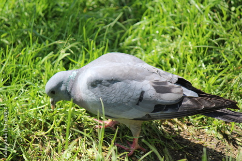 Dutch Pigeon