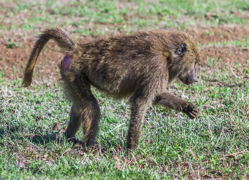 A monkey eats grass in the Ngorongoro National Park - Tanzania, Eastern Africa