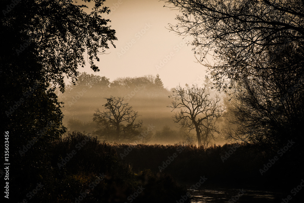 Fototapeta premium Trees in mist
