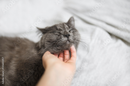 Fluffy gray cat on a dark background