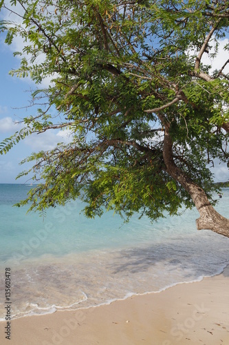 Fototapeta Naklejka Na Ścianę i Meble -  Martinique plage Ste Anne 