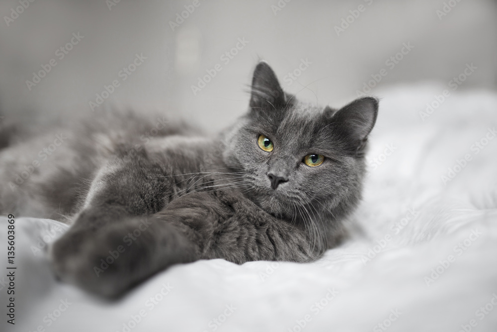 Obraz premium Fluffy gray cat on a dark background