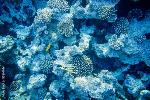 beautiful and diverse coral reef with fishes of the red sea in Egypt  shooting under water