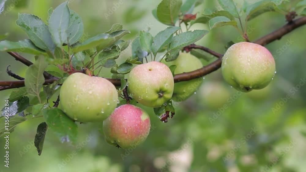 Rain apples on tree branch in fruit orchard Rain apples on tree branch in fruit orchard
