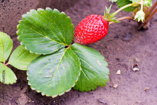 Fresh growing strawberry close up in garden