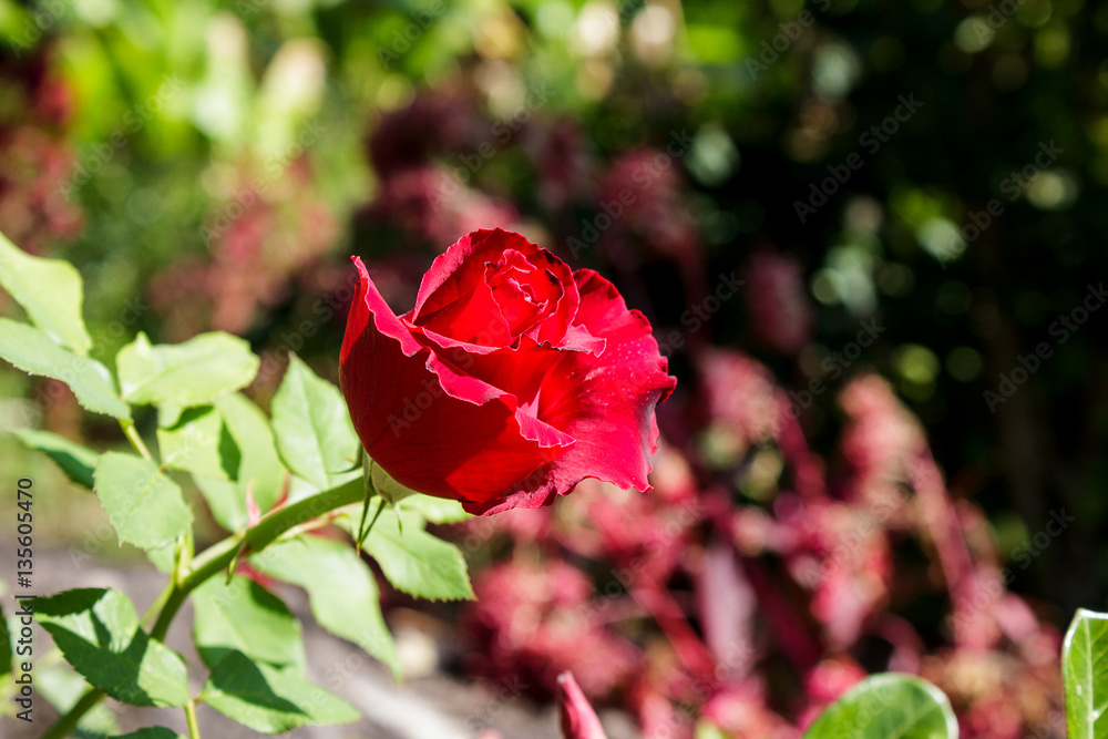 Beautiful red rose in garden on green branch / Flower of Valentine's day Beautiful red rose in garden on green branch / Flower of Valentine's day