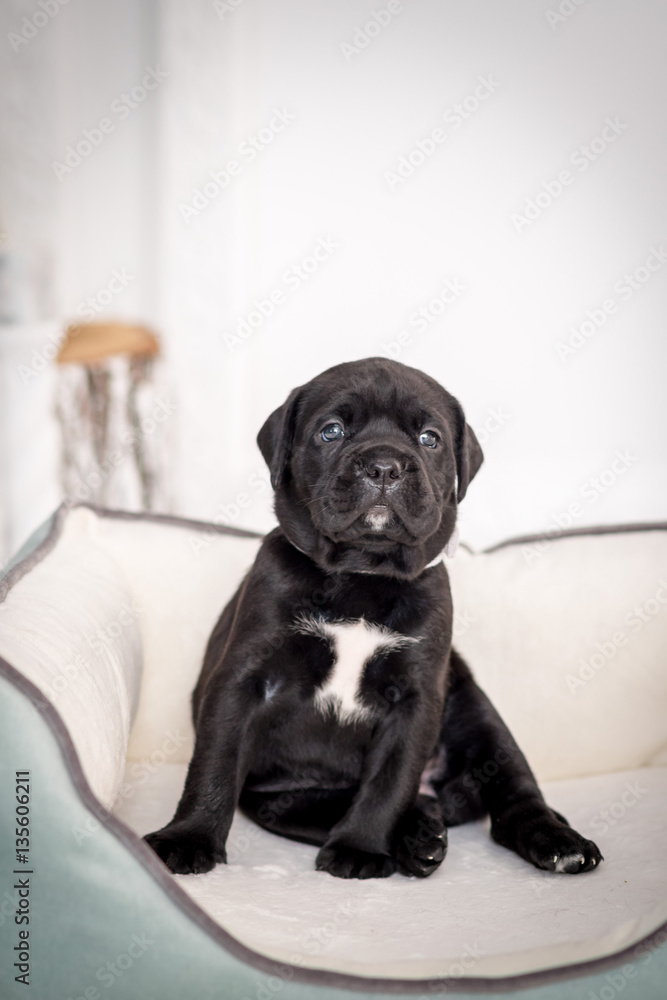 Sitting puppy Cane Corso in the couch