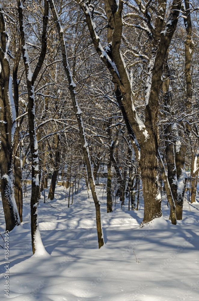 Magnetic winter scene of forest covered with new snow in park, Sofia, Bulgaria Magnetic winter scene of forest covered with new snow in park, Sofia, Bulgaria