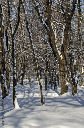Magnetic winter scene of forest covered with new snow in park, Sofia, Bulgaria 
