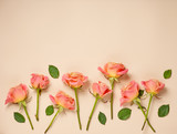 pink roses on beige background