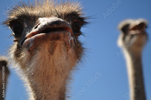 Ostrich bird on a farm in South Africa with blue sky