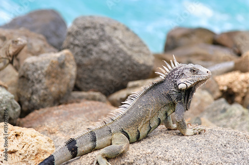Iguana on warm rocks by the ocean in Oranjestad , Aruba