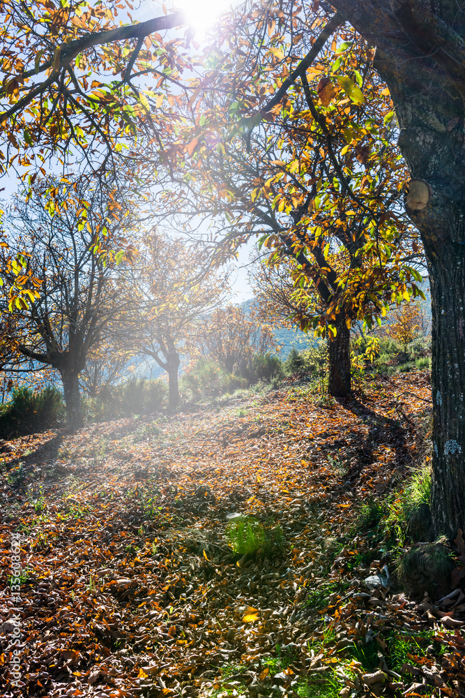 Tranquilidad en el bosque Tranquilidad en el bosque