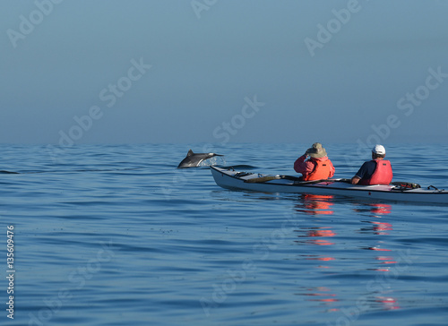 dolphin and kayak