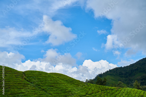 Tea Plantation © enginakyurt