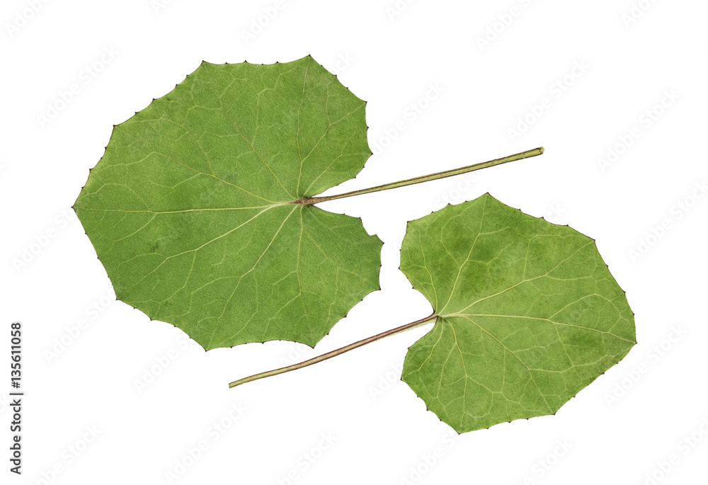 Pressed and dried leaves nasturtium isolated on white. Stock Photo