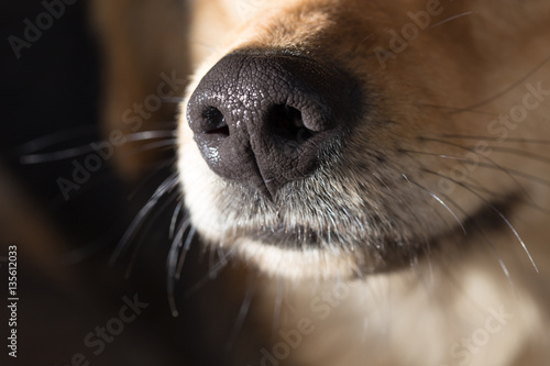 dog's nose